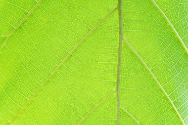 Yeşil lraf doku arkaplanını kapat