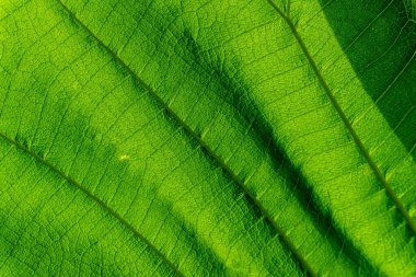 Yeşil lraf doku arkaplanını kapat