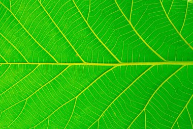 Arkaplan ve doku, Yaprak dokusu arkaplanının tam çerçevesi.