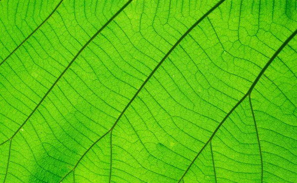 Background Texture Full Frame Leaf Texture Background — Stock Photo, Image