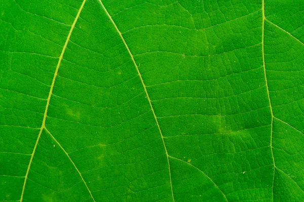 Background Texture Full Frame Leaf Texture Background — Stock Photo, Image