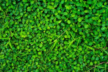 Çimenlikteki doğa çimlerine yakın çekim