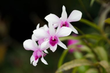 Doğada yakın çekim orkidesi