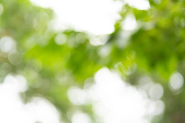 Bulrred arkaplan ve doku, Bokeh ağacının tam çerçeve arkaplanı