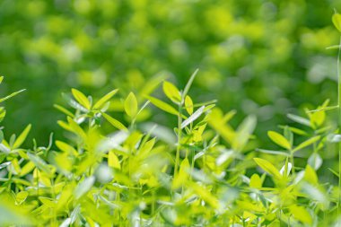 Yeşil doğa, genç ağaç arka planının yakın çekimi