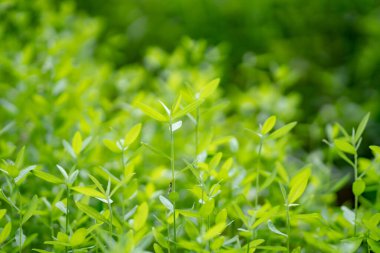 Genç ağaç yeşili doğa geçmişi