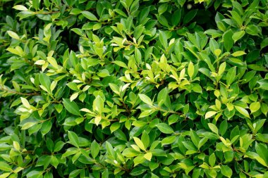 Çimen ve yaprak, Yeşil doğa arka planı