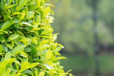 Çimen ve yaprak, Yeşil doğa arka planı