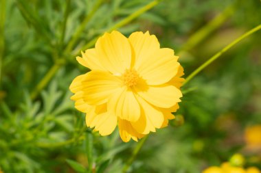 Yaz Güneşi Altında Doğal Çiçeği Kapat