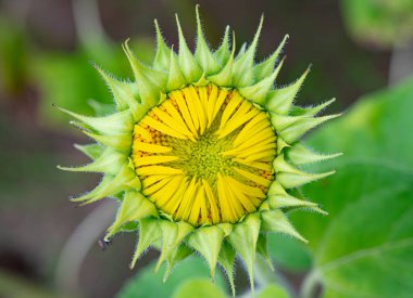 Yakın plan güneş çiçeği.
