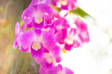 Doğa Orkideleri 'nin çiçeğine yakın çekim