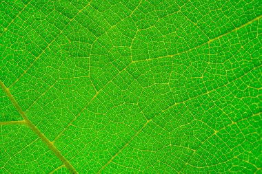 Arkaplan olarak yaprak dokusunu kapat