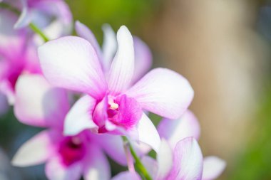 Doğada yakın çekim orkidesi 