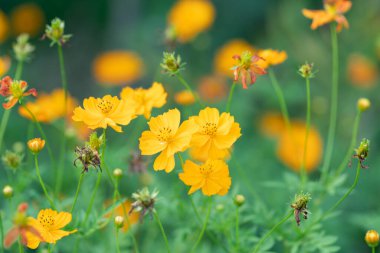 Yaz güneşinde doğaya yakın çekim.