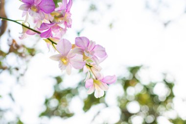 Doğada yakın çekim orkidesi 