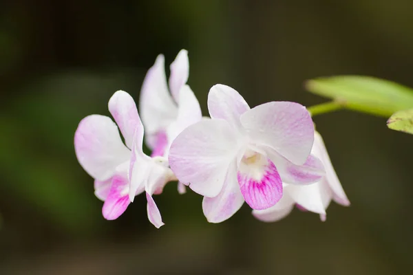 Primer Plano Orquídea Naturaleza — Foto de Stock