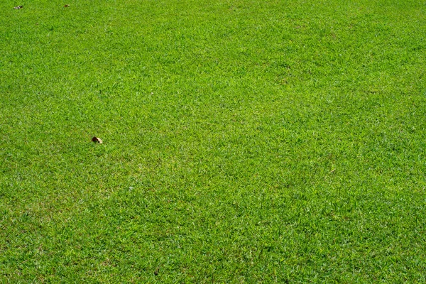 Artificial Grass Texture Background Lawn Outdoor — Stock Photo, Image