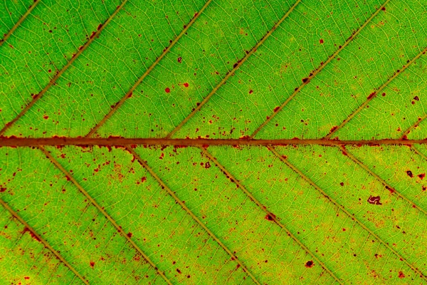 背景色としての葉の質感のクローズアップ — ストック写真