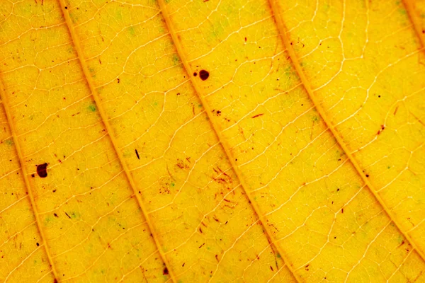 Close Leaf Texture Background — Stock Photo, Image