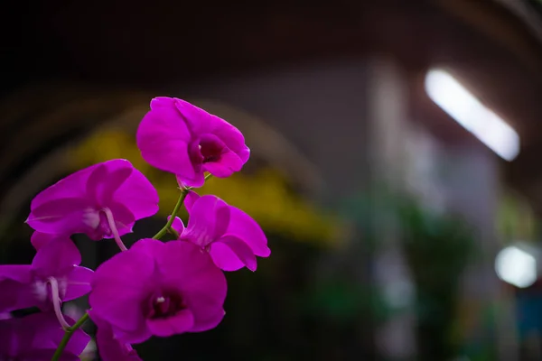 Primer Plano Naturaleza Flor — Foto de Stock