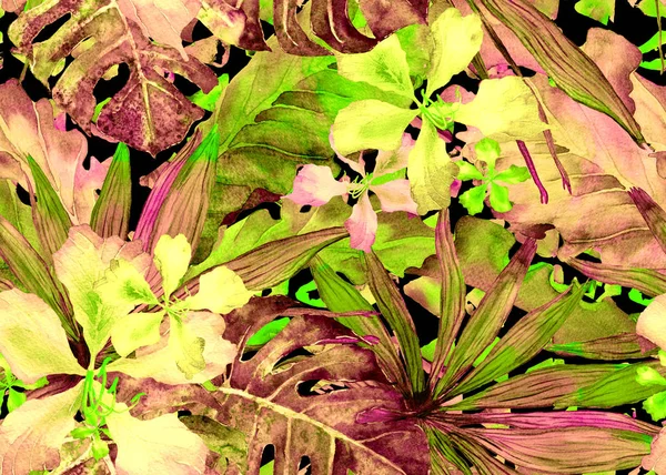 Tropikal desen. Suluboya Tayland palmiye, muz ağacı monstera, ebegümeci.