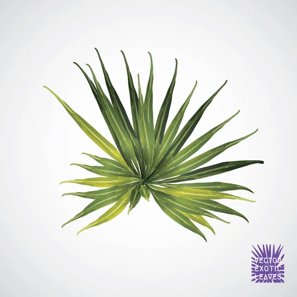 Folha de palmeira verde vetor . — Vetor de Stock