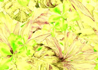 Tropikal desen. Suluboya Tayland palmiye, muz ağacı monstera, ebegümeci.