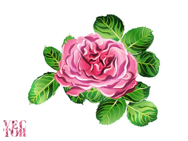 Vector Rose Arrière-plan. — Image vectorielle