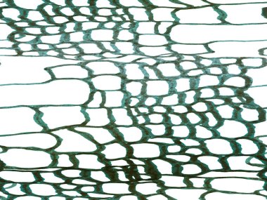 Timsah Kusursuz Desen.