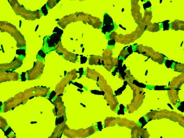 Yılan kusursuz desen.