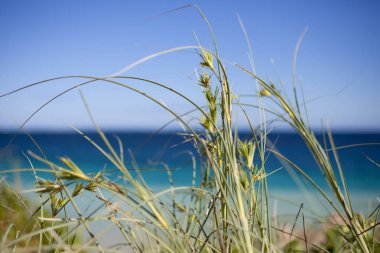   Download önizleme yakın deniz çimenlerin makro resmi kumulları çarpıcı bir mavi su zemin ile tasarruf edin. Perth, Batı Avustralya.