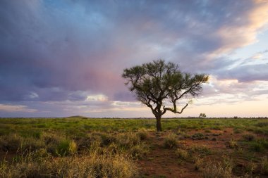   Download önizleme A Hakea ağaç güzel bir gün batımı sırasında Avustralya outback - Pilbara bölgesi - tek başına durur. Pilbara, Batı Avustralya, Avustralya.