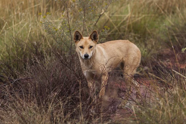A dingo stands alone near Uluru, Northern Territory, Australia.