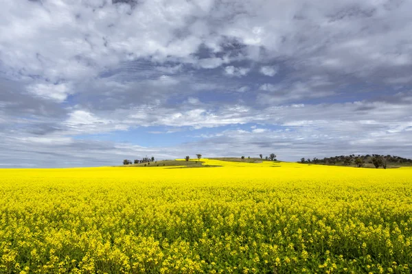 Canola (rapeseed) fields in the Western Australian town of York, about an hour drive from the state capital, Perth. — Stock Photo, Image