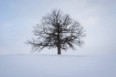 Yalnız bir ağaç bir karla kaplı alan Amerikan midwest içinde uzun duruyor. Çevre Avilla, Indiana. En az yatay.