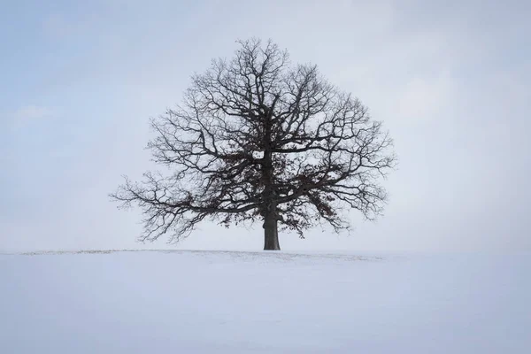 A lone tree stands tall in a snow covered field in the American midwest. Near Avilla, Indiana. Minimal Landscape.