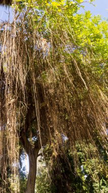 Güzel ve nadir ağaçlarda