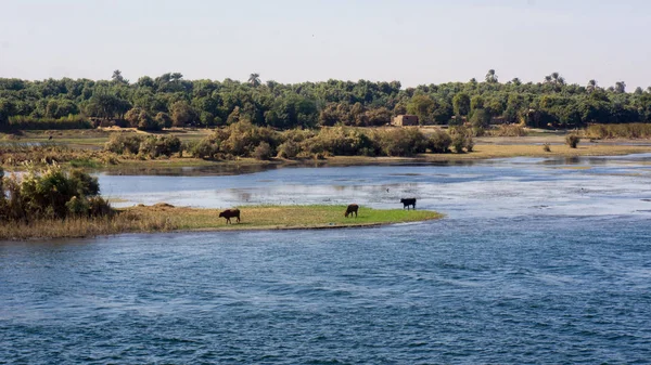 Egypte Croisière sur le Nil, une belle — Photo