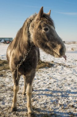 Laska iki yaşında bir at var. Etrafta seviyor