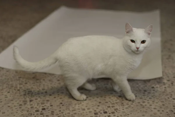 美丽的白色猫咪 — 图库照片