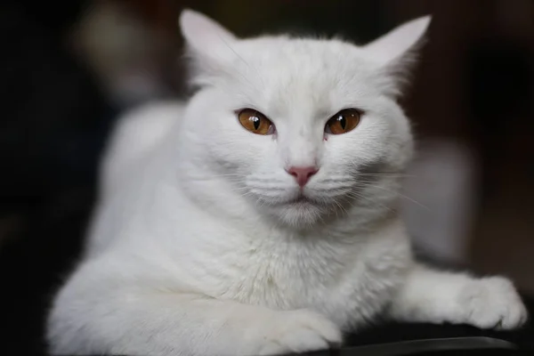 Mooie witte kat — Stockfoto