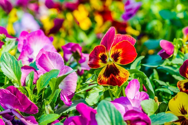 Colorful viola flowers