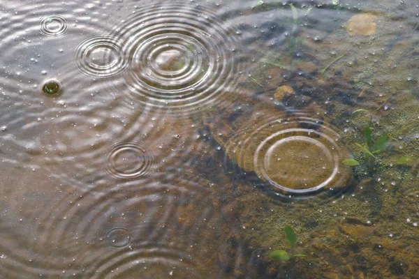 Rings of raindrops in the water