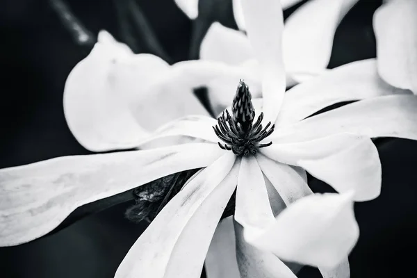 Black and white magnolia flower