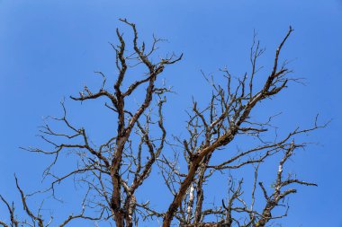gökyüzü backgrou ile kuru ağaç