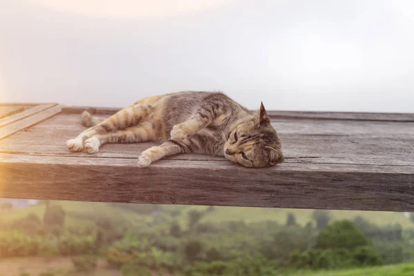 Gato se acuesta en madera — Foto de Stock