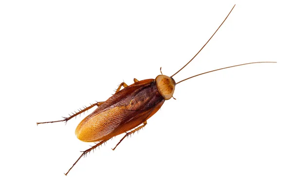 Kakkerlak, geïsoleerd op witte achtergrond — Stockfoto