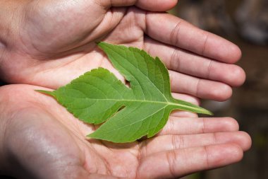 bir yeşil bırakın holding kadının eller