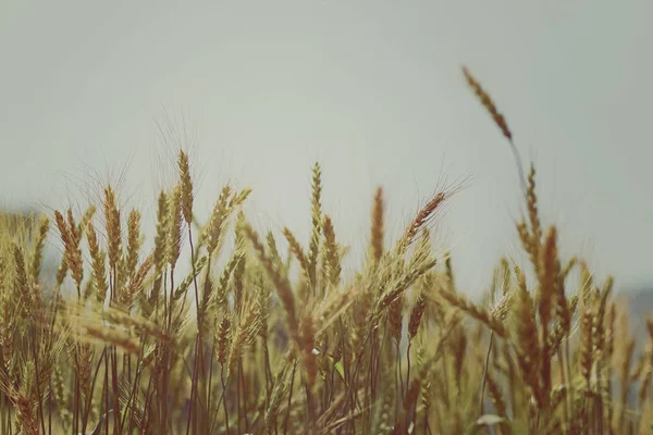 Пшеничное поле на заднем плане — стоковое фото