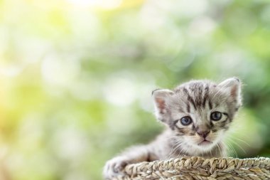 Yeni doğan mavi gözlü kedicik kopya alanı ile.